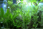 Rieselfilter für Süsswasseraquarium